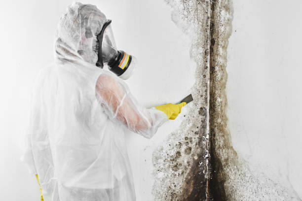 Trusted Biscoe, NC Mold Remediation Experts