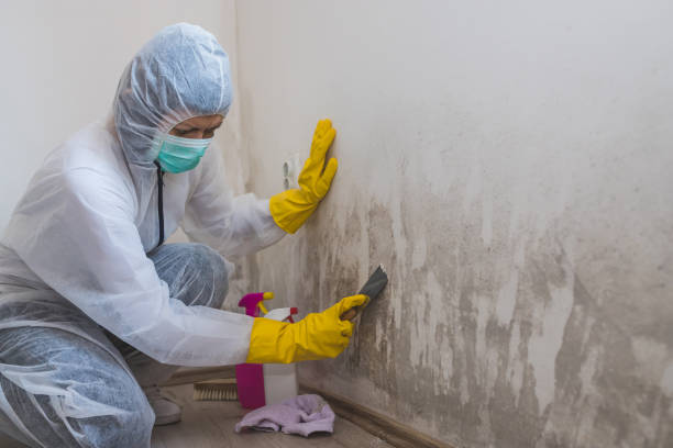 Best Mold Testing and Inspection Services in Biscoe, NC