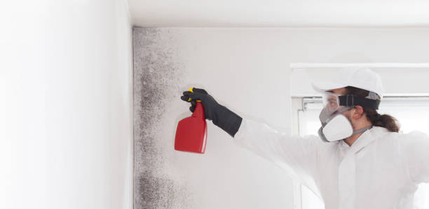 Best Insurance-Related Mold Remediation in Biscoe, NC