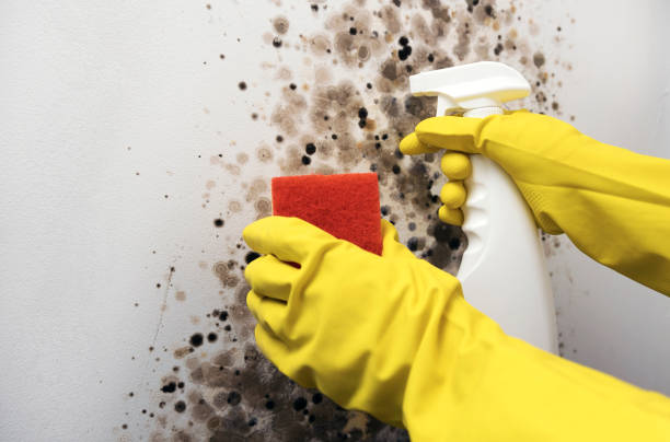 Best Localized Mold Remediation (e.g., coastal areas, humid climates) in Biscoe, NC