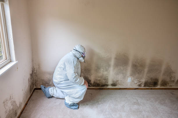 Best Emergency Mold Remediation in Biscoe, NC