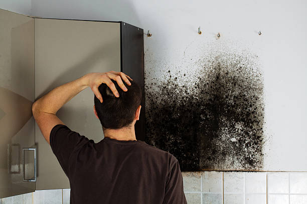  Biscoe, NC Mold Removal Pros