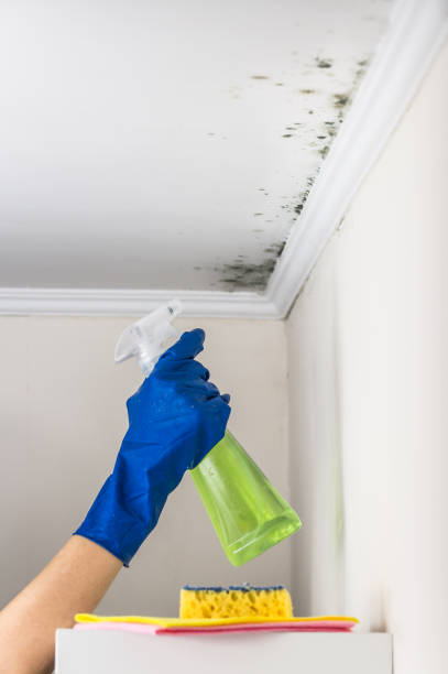 Best Black Mold Remediation in Biscoe, NC